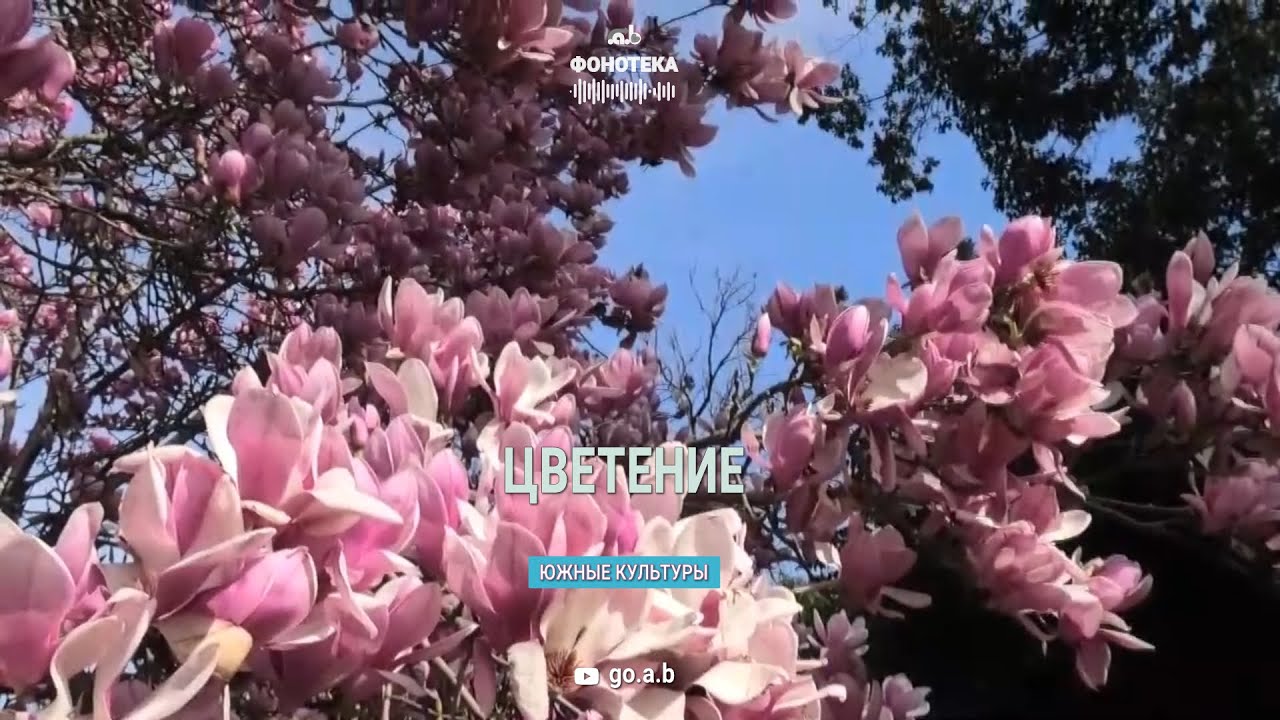 🎵 Цветение  в парке Южные Культуры