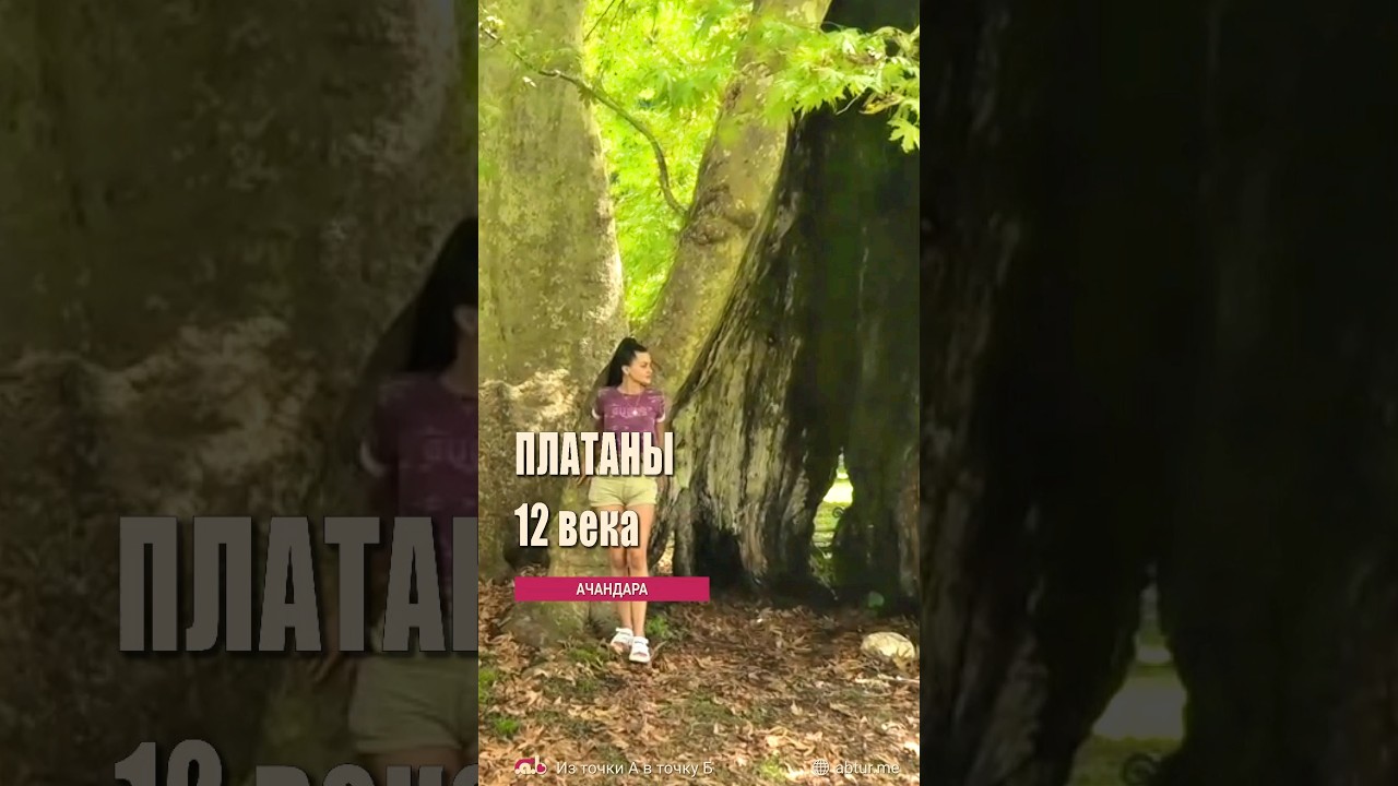 Древние ачандарские Платаны (600-860 летние). Ачандара.