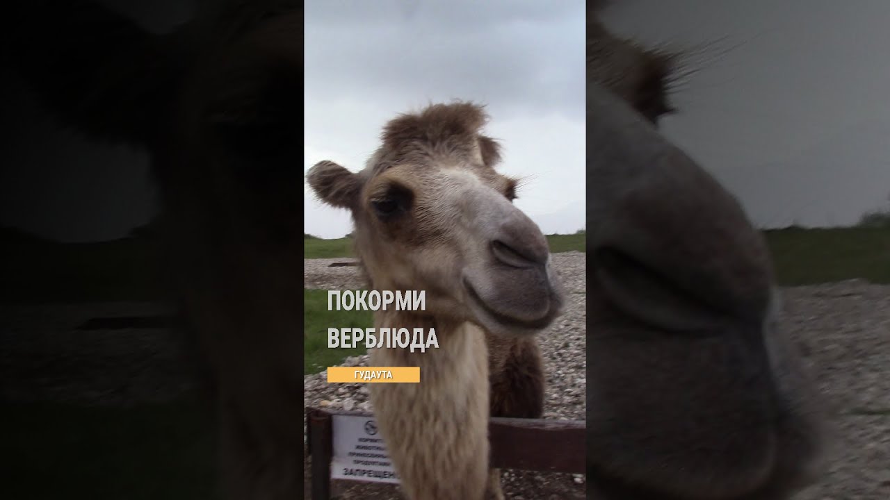 Покорми верблюда. Парк львов Прайд в Абхазии. с. Аацы