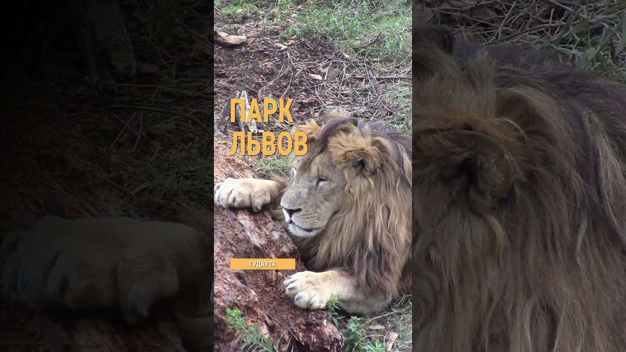 Парк львов Прайд в Абхазии. с. Аацы