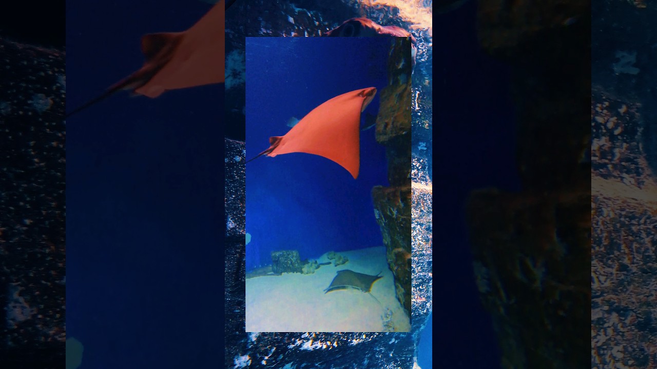 Аквариум в Москвариуме. ВДНХ, Москва