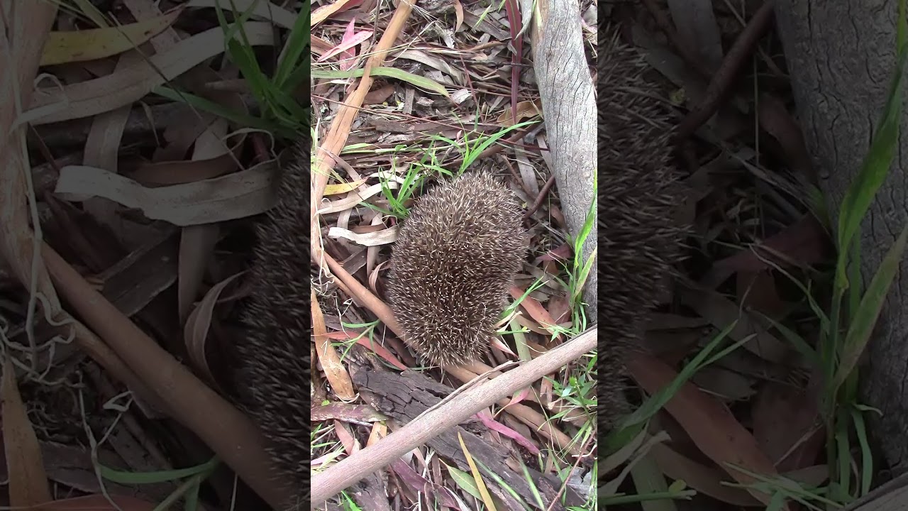 Озеро Инкит. Пицунда, Абхазия