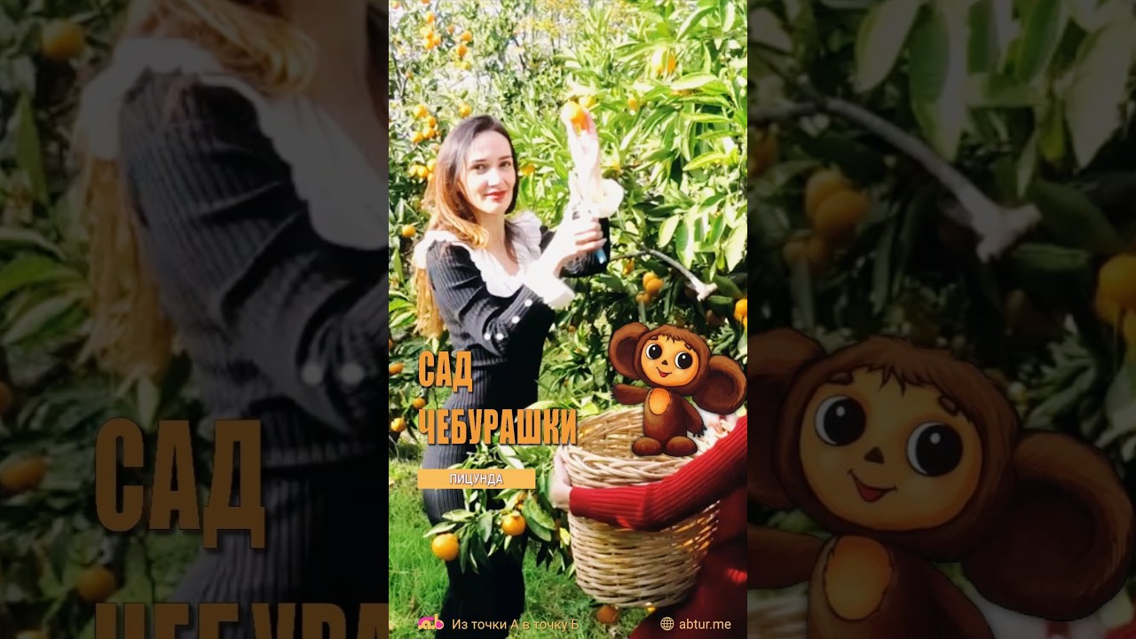 Мандариновый сад Чебурашки. Абхазия.